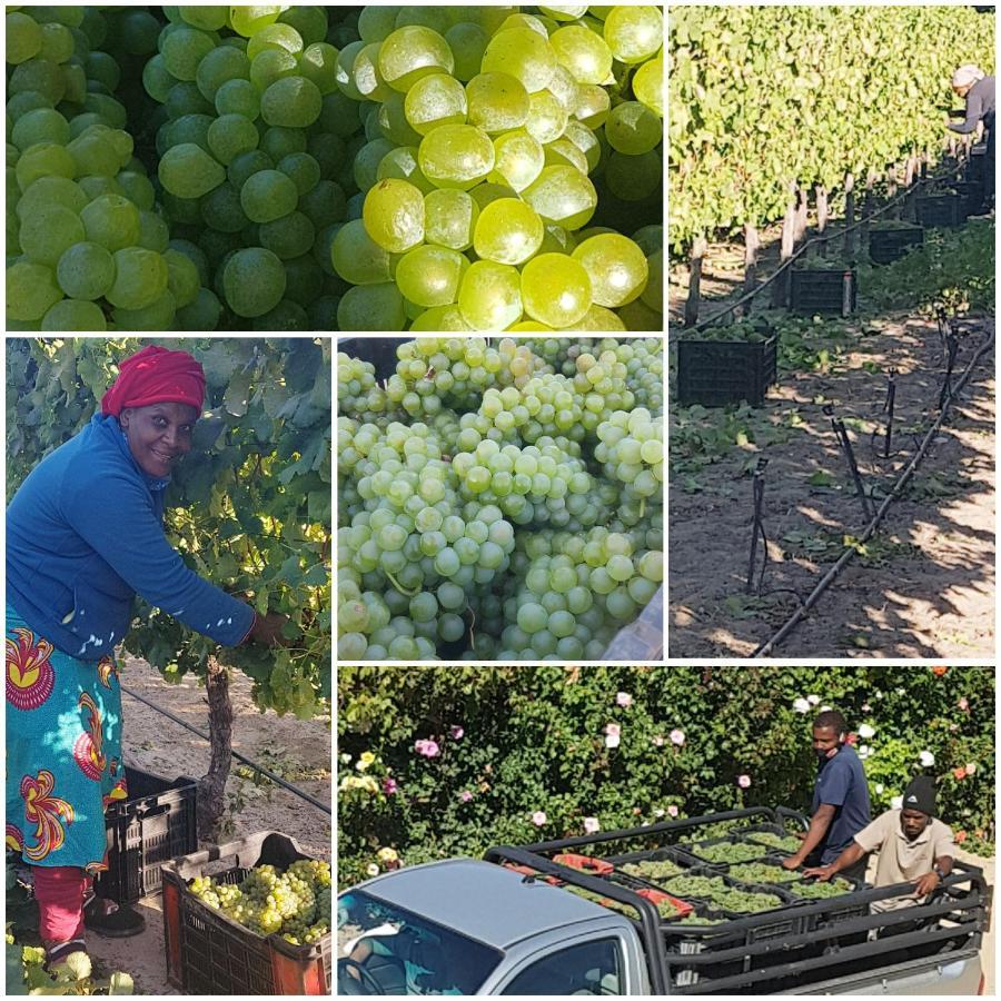 Chevandeaux 1 - Merlot Franschhoek Ngoại thất bức ảnh